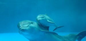 AcquariodiGenova