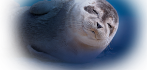 cercasi nome per il nuovo cucciolo di foca