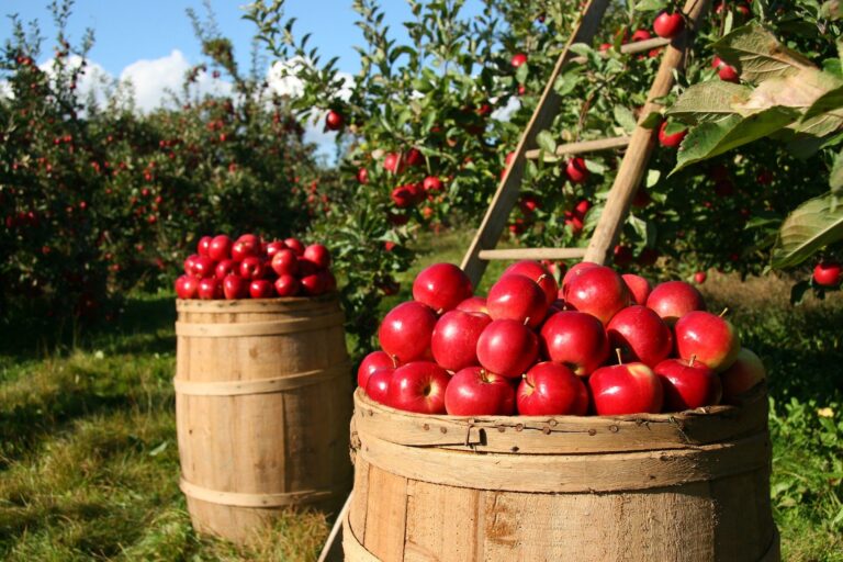 frutta autunnale elenco