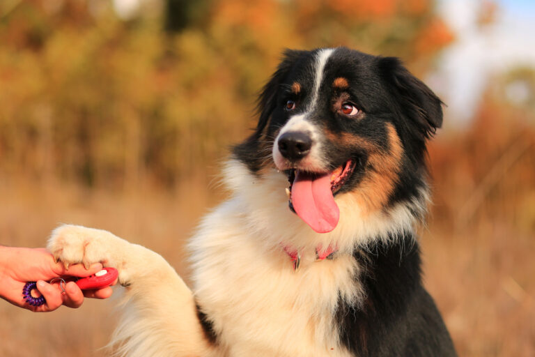Cane intelligente dà la zampa